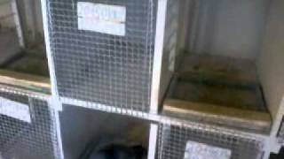 POSTAGALAMB Fodor Zoltan Kartal 2011