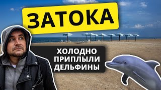 ЗАТОКА 2021 | ХОЛОДНО НЕТ ЛЮДЕЙ | ПРИПЛЫЛИ ДЕЛЬФИНЫ | ЖИЛЬЕ ЦЕНЫ МОРЕ