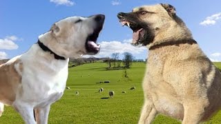 Alabai Vs Kangal   Highlights