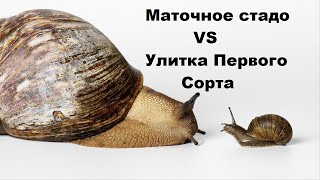 Отличие Мат стада от улитки 1-го сорта | Muller | Купить улитку | Maxima | Ферма | Разведение |