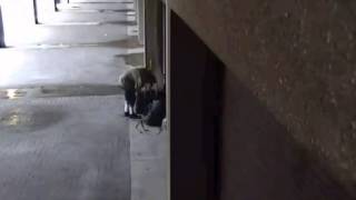 Raw Video: Binns Park - Fatal Police Shooting in Lancaster, PA