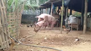 Pig Mating Latest