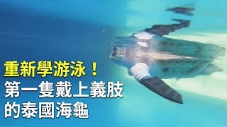重新學游泳！第一隻戴上義肢的泰國海龜｜欖蠵龜