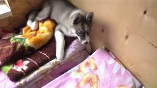 Я нашел ГАРМОШКУ и играю на ней