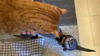 カワウソさくら 抱かれる猫に嫉妬してしまうカワウソ otter who is jealous of a cat being held