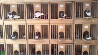 Budapest highflyers pigeons