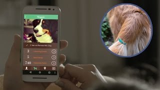 Amazing Sensor Can Monitor Dogs Emotions