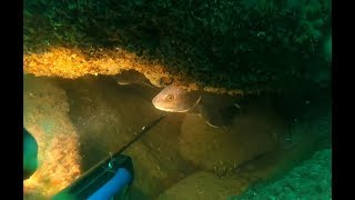подводная охота в черном море на Горбыля 2018!