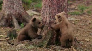 IN SKANDINAVIENS WÄLDERN - DIE BÄRENBANDE   Trailer