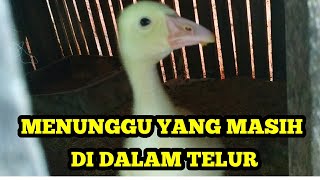 AKTIVITAS ANGSA / SOANG SAAT MASA PENGERAMAN TELUR. JANGAN MENGERAM BERSAMA !!!