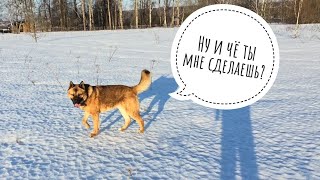 Пса Кубика все бросили, потеряли, а он всех нашёл! Сам! Собаченька молодец?
