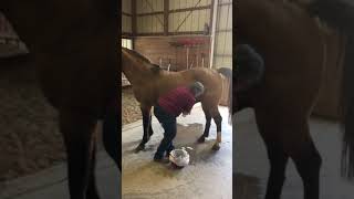Stallion Collection Video