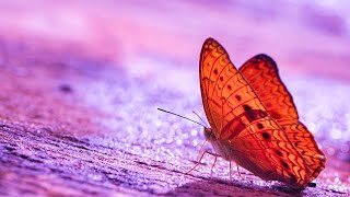 Raise Positive Vibration | 432Hz Healing Meditation | Energy Cleanse | Self Healing Frequency