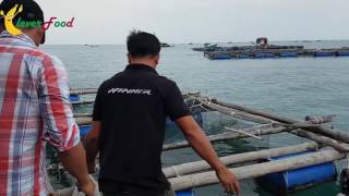 Cưỡi "chiến xuồng" ra thăm bè cá bớp 700 triệu ở biển Phú Quốc