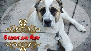 Будние дни АшЫ- собака ест арбуз  (Среднеазиатская овчарка)#3