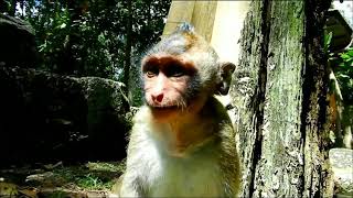 Baby monkey Jessie, miserable Monkey's Life at Angkor Wat Cambodia ??