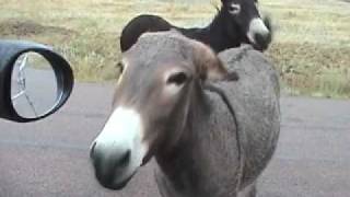 Naughty Almost Mating Donkey!!!