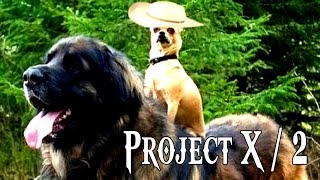 Project X / 2 | "Jabroni"