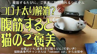 腹筋するたびに幸せになる、猫に触れるご褒美システムを作ってみた ねこもん猫よいちろびん