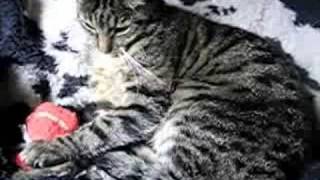 Schnuckel Katze spielt mit Mäuseangel