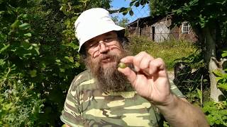 Царь растений для здоровья
