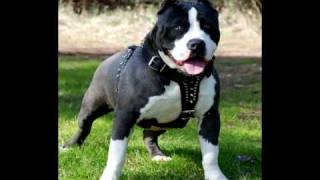 pitbull