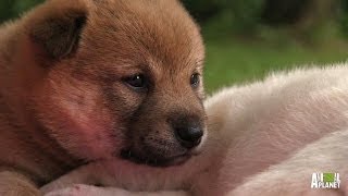Puppy Hiccups | Too Cute!