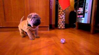 Esa pelotita no me gusta, Shar pei Zuko