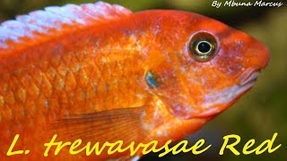 African Cichlid - Labeotropheus trewavasae "Mpanga Red" (Mbuna)