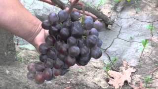 виноградник Карпова и Рубель 2015г.