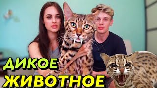 КУПИЛ ЛЕОПАРДА ЗА СТО ТЫСЯЧ РУБЛЕЙ!