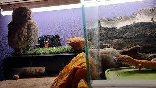 Внезапный кусь от ящерки под присмотром совёнка Лучика