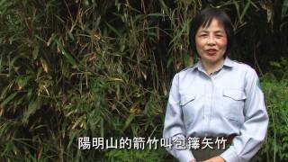 陽明山國家公園＿芒草與箭竹