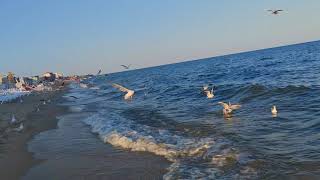 Вечерняя прогулка ЧёрноеМоре Пляж Затока Рута Дети Песок Чайки????Семейный отель Ruta Family Club Hotel