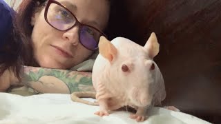 Rescued mama rat delivers surprise baby. This woman's response was perfect.