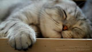 Samsung NX1000 & 60mm : Cat & Bird