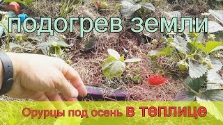 Огурцы под осень в теплице с автоматической поддержанием микроклимата