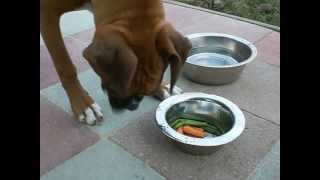 Boxer Puppy Eating Raw Food