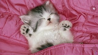 Кот-баюн Sleepeng baby and cat sitter