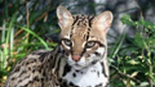 OCELOT Species Spotlight - Big Cat TV