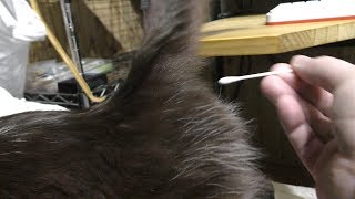 発情期猫みーちゃん、綿棒にてまったりとした時間を過ごす