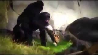 Crazy and Wild Animals Mating - Zebra Bear Cat