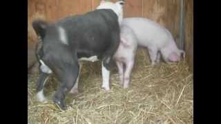 amstaff vs cochon