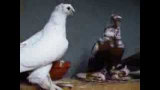 Περιστερια ρωσικα uzbek pigeons