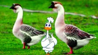 ДОМАШНИЕ ЖИВОТНЫЕ для САМЫХ МАЛЕНЬКИХ