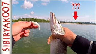 Ребята, кто оставил?)).. Джиг с лодки на реке. Щука и судак на Русскую Фишку