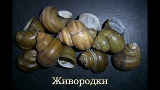 Живородки