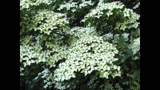 ДЕРЕН (CORNUS) сем. Кизиловые