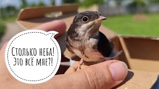Маленькая ласточка стала большой и улетела к сородичам. Пусть у неё всё будет угу!