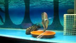 Breeding Aggressive Flowerhorn Part 3